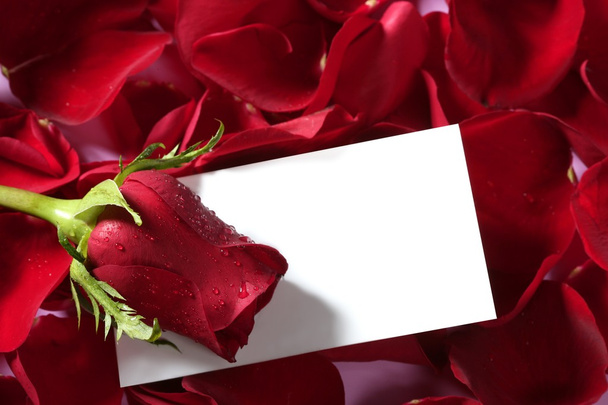 Red rose macro close up with blank note - 写真・画像