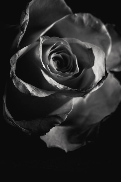 beautiful rose in the dark - Valokuva, kuva