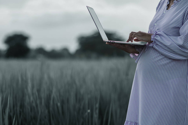 Беременная мать держит в руках ноутбук и фотографирует рисовое поле, чтобы проверить продукты с рисовой фермы своей семьи. Концепция инспекции сельскохозяйственной продукции с применением технологий и технологий - Фото, изображение