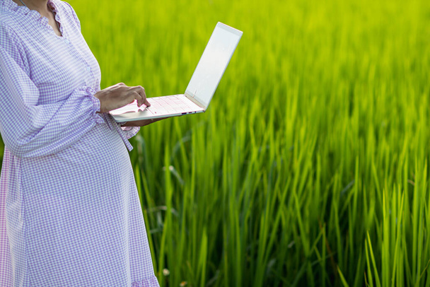 madre embarazada sostiene la computadora portátil en su mano y toma fotos del campo de arroz para revisar los productos de la granja de arroz de su familia. Concepto de inspección de productos agrícolas con tecnología y aplicación - Foto, imagen