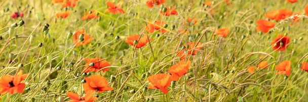 beautiful red poppy flowers in the meadow - Foto, Bild