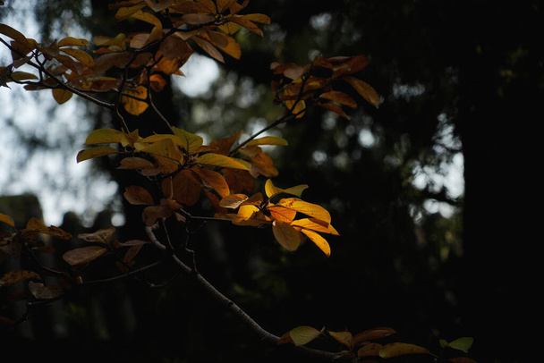 beautiful autumn leaves, fall season flora - Foto, Bild