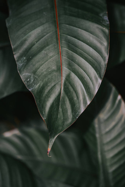 close up of a green leaf of a plant - Zdjęcie, obraz