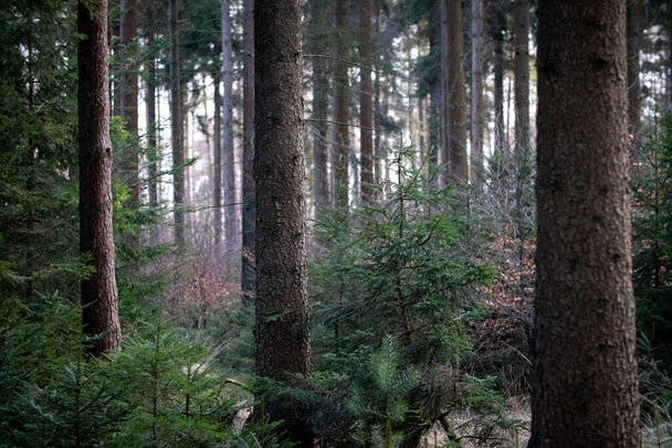 beautiful forest in the mountains - Valokuva, kuva