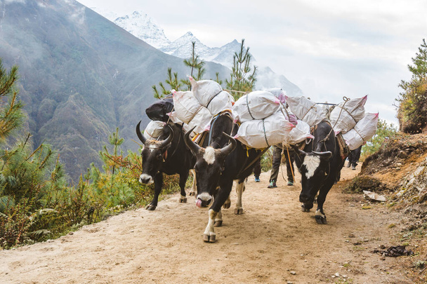 Black and white yaks carries a load, Nepal - 写真・画像