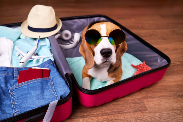 A beagle dog wearing sunglasses in an open suitcase with things and accessories for a vacation. Summer travel, preparation for the trip, packing of luggage. - Фото, зображення