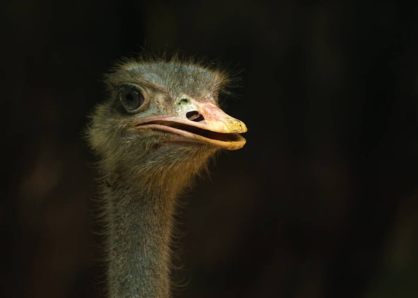 ostrich head portrait, profile view - Фото, зображення