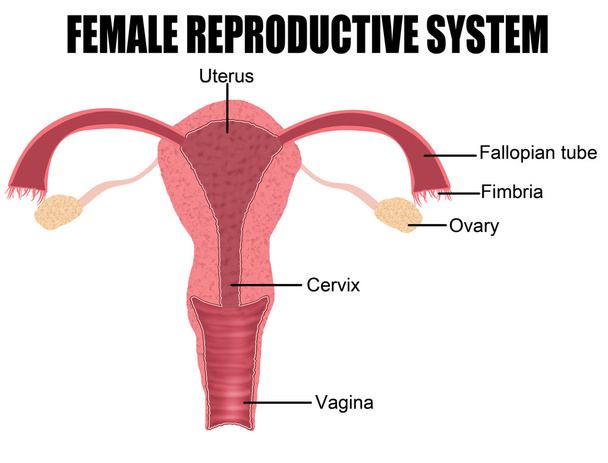 メスの生殖システムは - ベクター画像