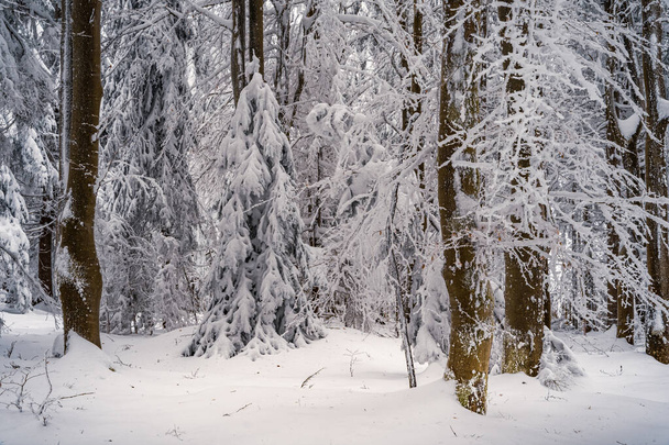 winter forest with snow covered trees - Fotoğraf, Görsel