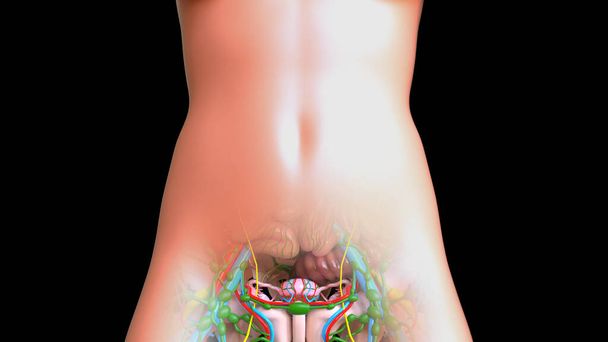 Děloha ženský reprodukční systém anatomie pro lékařské koncepce 3D ilustrace - Fotografie, Obrázek