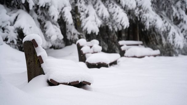 snow covered trees in the park - Φωτογραφία, εικόνα