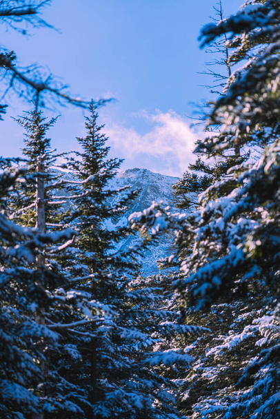 beautiful winter landscape with snow covered trees - Zdjęcie, obraz