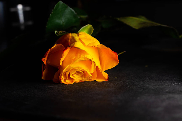 beautiful rose on dark background - Valokuva, kuva