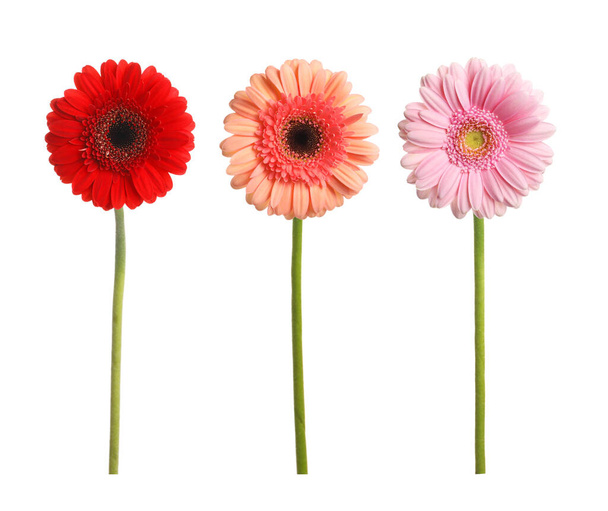 Set with beautiful gerbera flowers on white background - Foto, afbeelding