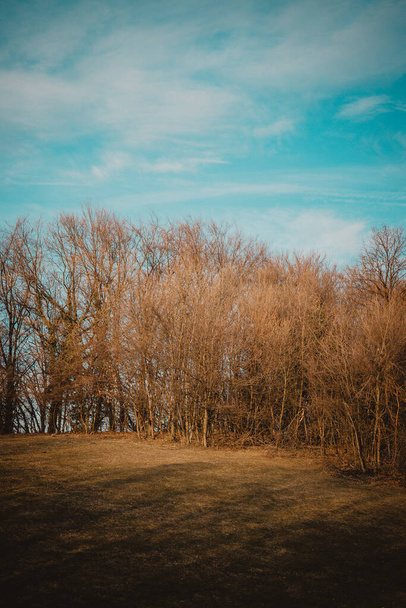 beautiful landscape with a tree and a field - Valokuva, kuva