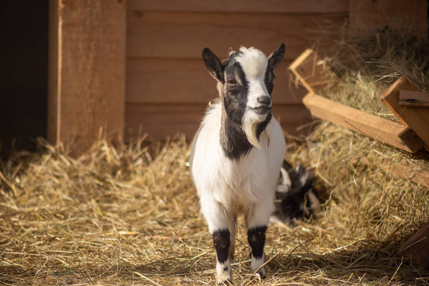 goat with a straw hat on background, close up - Foto, imagen