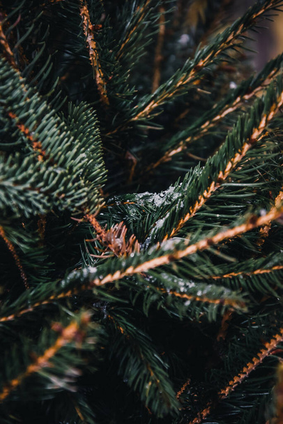 pine cone on a background of green leaves - Φωτογραφία, εικόνα