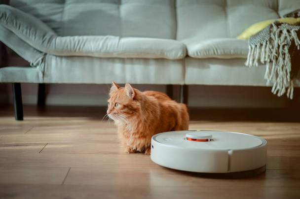 Імбирний кіт поруч з роботом у інтер'єрі вітальні. Підлога Роботизований прибиральник вдома на теплій дерев'яній підлозі. Домашня тварина розслаблена
. - Фото, зображення
