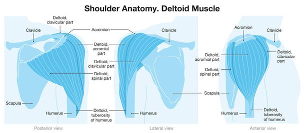 Дельтовидная мышца плеча. Векторная иллюстрация - Фото, изображение