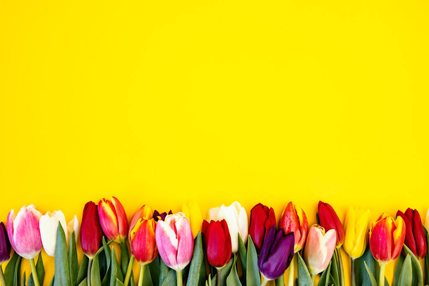 Banda kolorowych tulipanów na żółtym tle, koncepcja Wielkanocy. - Zdjęcie, obraz