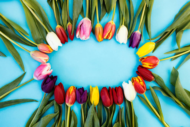 Banda kolorowych tulipanów odizolowanych na niebiesko ułożonych w kółko na Wielkanoc. - Zdjęcie, obraz