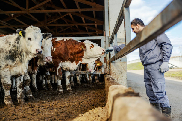 A farmer petting and talking to a cow at farm. - 写真・画像