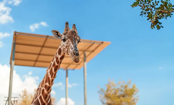Portrait of giraffe in national zoo. - Fotoğraf, Görsel