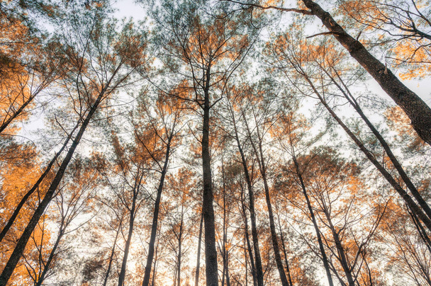 Дивлячись на соснове дерево в осінньому лісі на природоохоронній території ввечері
 - Фото, зображення