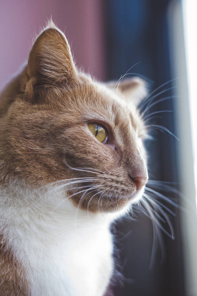 closeup view of cute cat  - Valokuva, kuva