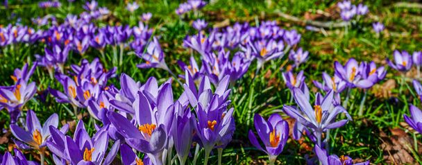 Blossoms of crocuses (Colchicum Autumnale) on a meadow in the sunshine. - Photo, Image