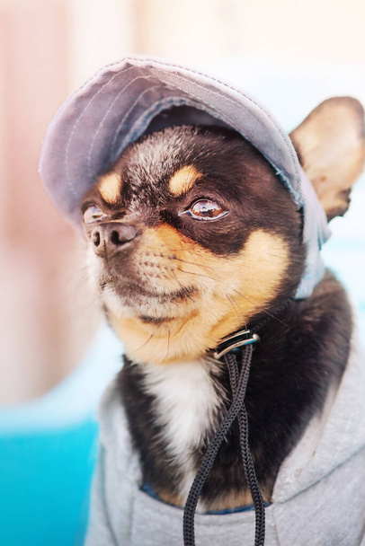 Chihuahua perro con gorra de béisbol y sudadera con capucha. Mascotas, animales. - Foto, Imagen