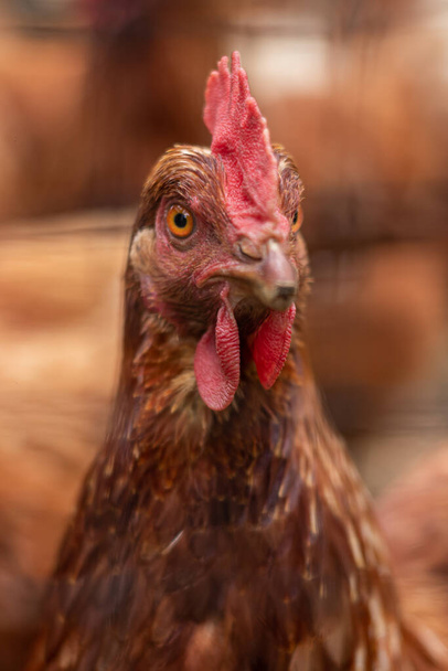 close up portrait of a beautiful brown chicken - Fotografie, Obrázek