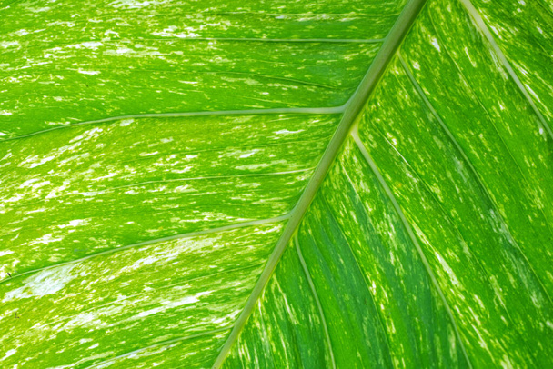 green leaf texture, background - Fotó, kép