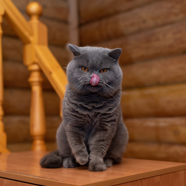 Británico azul gris taquigrafía gato, madera casa, gato lengua - Foto, imagen