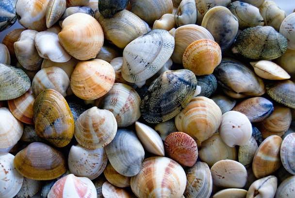 Морские раковины моллюсков
 - Фото, изображение