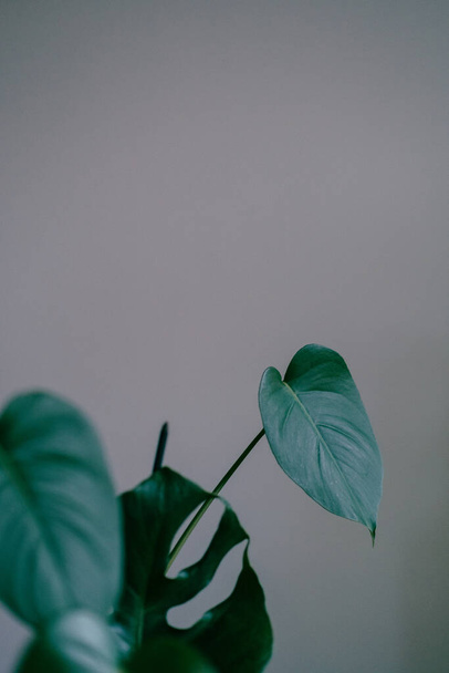 green leaves on a white background - Zdjęcie, obraz