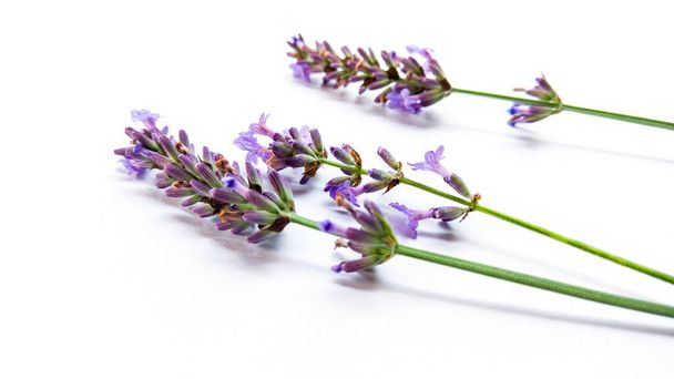 lavender flowers isolated on white background - Fotografie, Obrázek