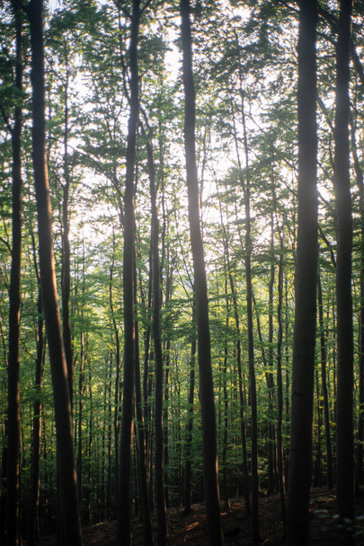 beautiful forest in the morning - Zdjęcie, obraz