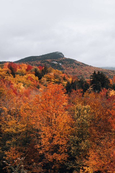 autumn landscape with colorful trees and forest - Fotó, kép