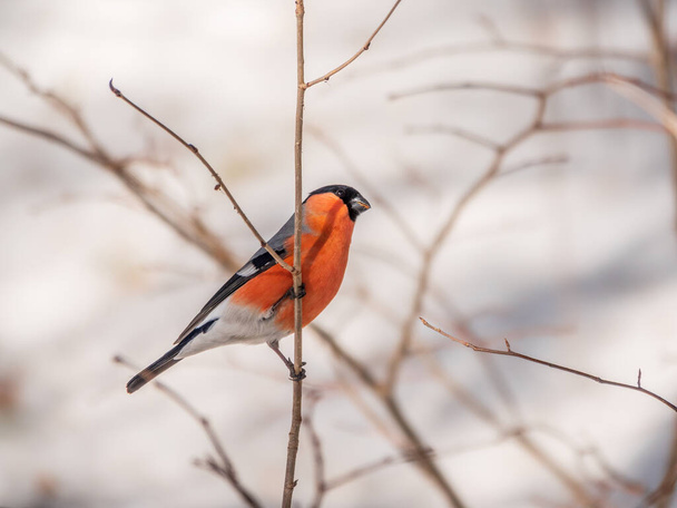 Bullfinch sitting on a branch. Beautiful bird with a red breast on a branch in winter. The Eurasian bullfinch, common bullfinch or bullfinch, lat. Pyrrhula pyrrhula - Photo, image