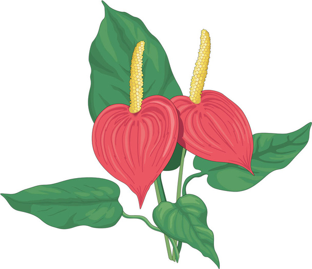 Anthurium Planta Vector Ilustración - Vector, Imagen