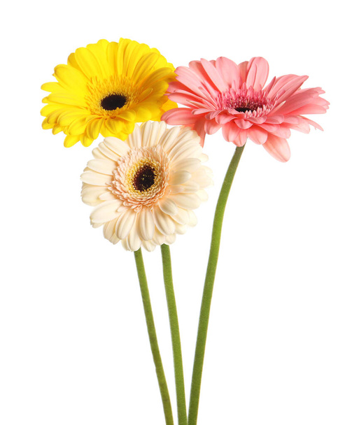 Beautiful colorful gerbera flowers on white background - Foto, afbeelding