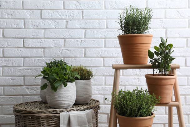 Different aromatic potted herbs near white brick wall indoors - Foto, imagen