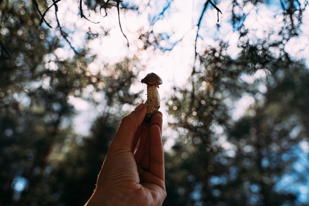 Woodland harvest in autumn. Hand holding small Porcini mushroom. Closeness to the nature. hiking and mushroom picking.  - Fotoğraf, Görsel