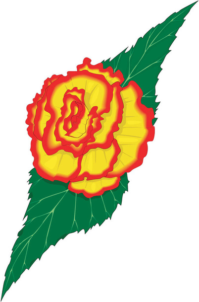 Begonia Flower Vector Illustration - Vektör, Görsel