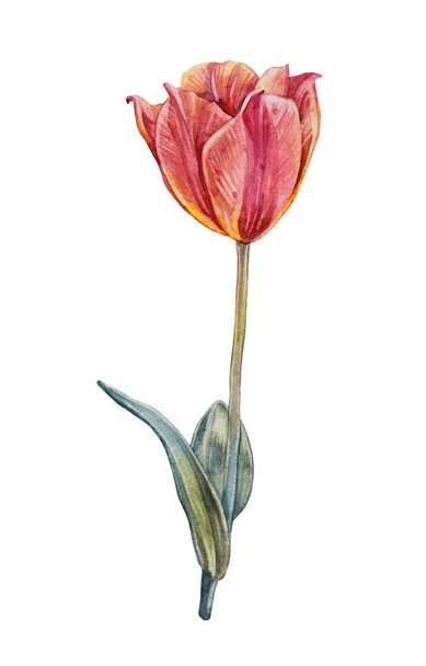 Watercolor orange yellow tulip with green leaves isolated on white background. Hand-drawn spring flower for celebration card march 8. Clipart for wallpaper wrapping sticker, sketchbook florist - Foto, Imagem