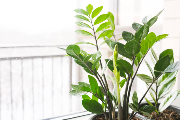 Zamioculcas Zamiifolia or ZZ Plant in white flower pot stand on the windowsill. Home plants care concept. - Zdjęcie, obraz