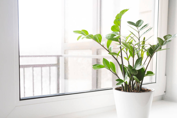 Zamioculcas Zamiifolia ou ZZ Plante en pot de fleurs blanches sur le rebord de la fenêtre. Accueil plantes concept de soins. - Photo, image