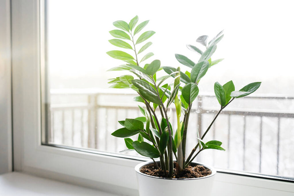Zamioculcas Zamiifolia o ZZ Planta en maceta blanca en el alféizar de la ventana. Inicio plantas cuidado concepto. - Foto, imagen