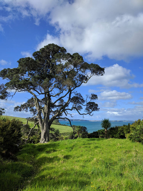 A kilátás a festői táj egy hatalmas fa, kék ég és a tenger a háttérben, Új-Zéland. - Fotó, kép